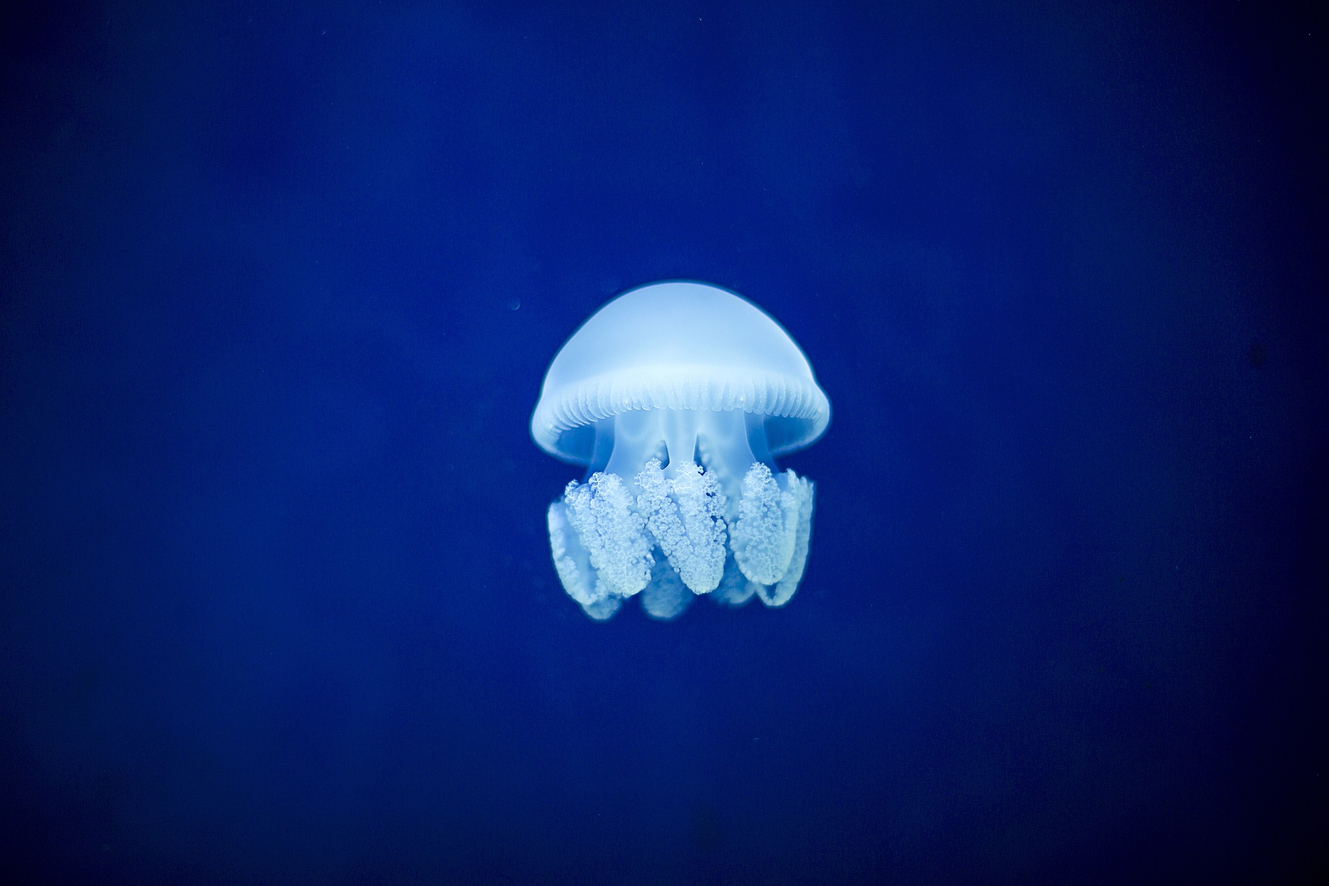 Blue Jellyfish