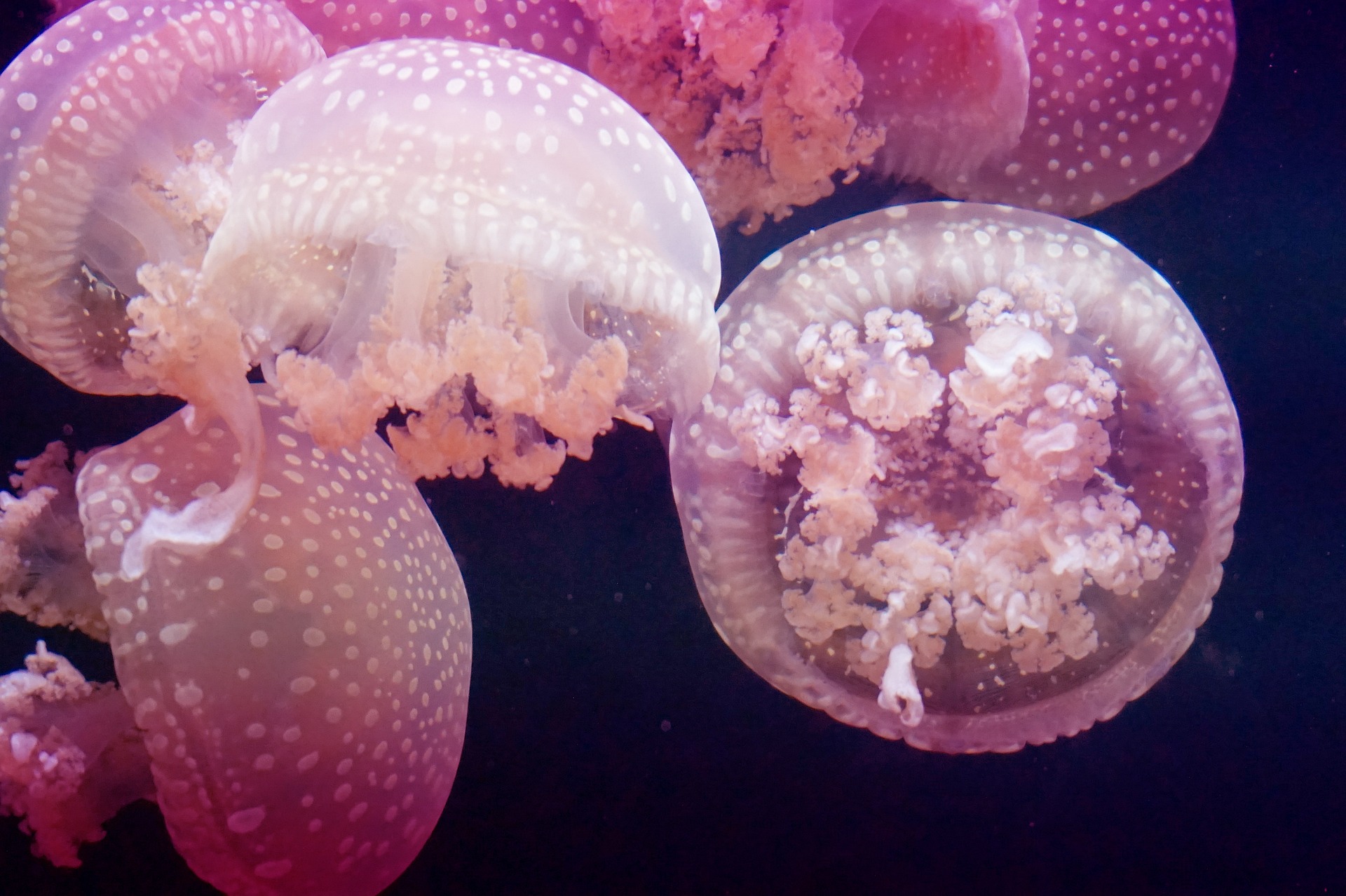 Pink Jellyfish