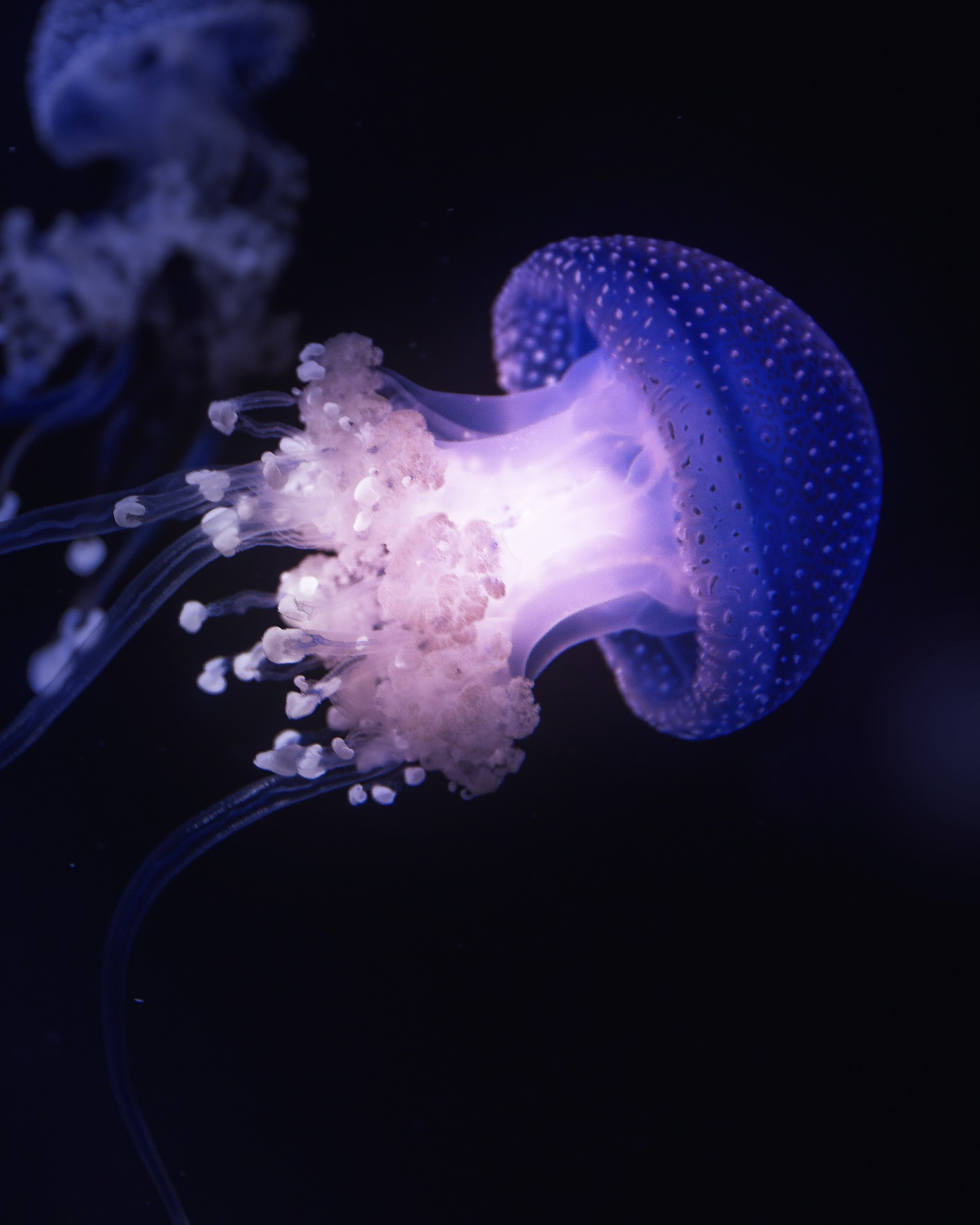 Violet Jellyfish