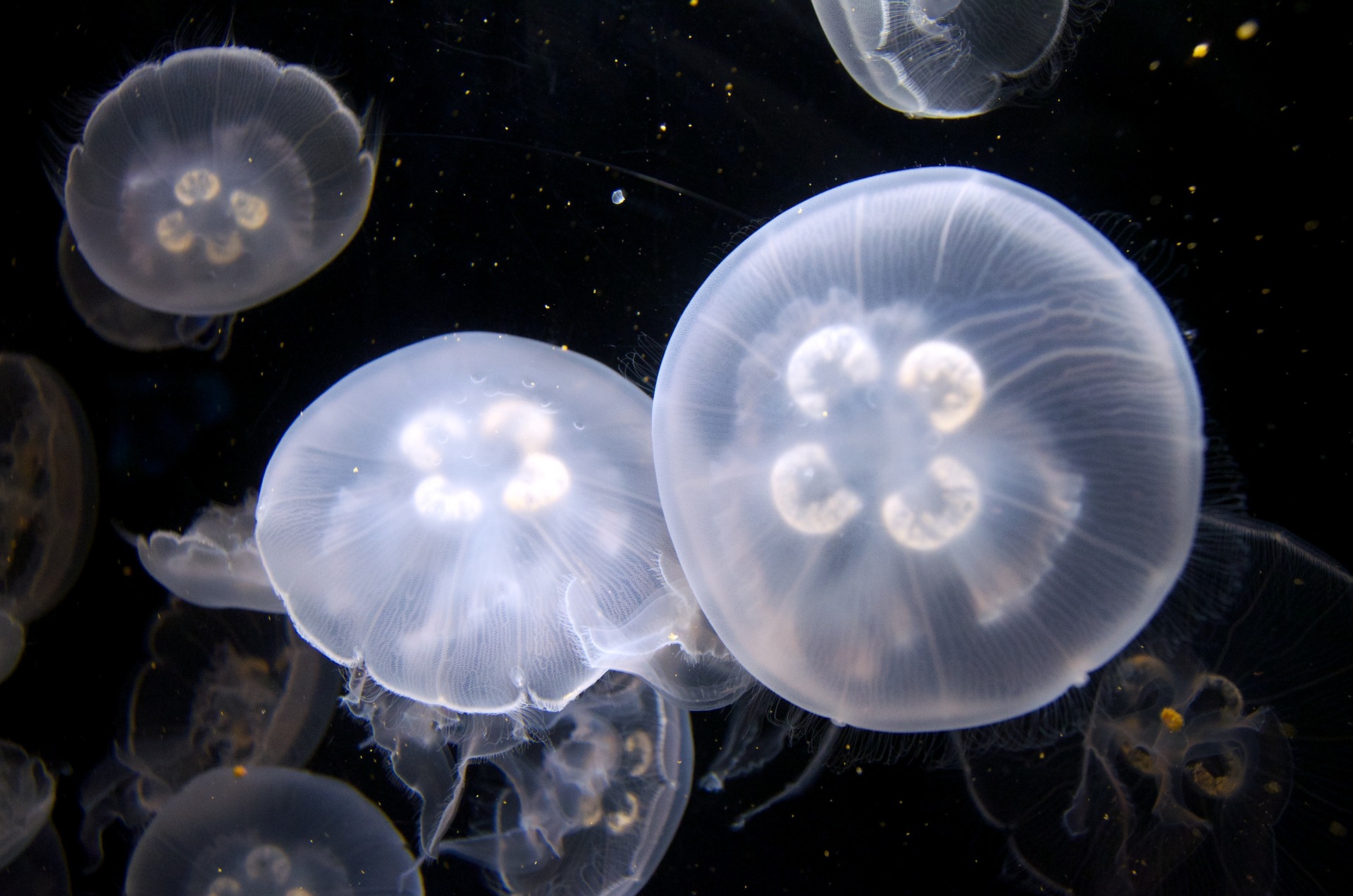 Clear Jellyfish