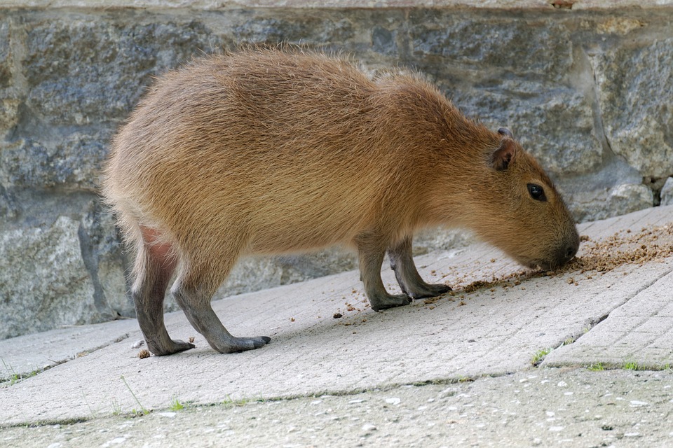 capybara