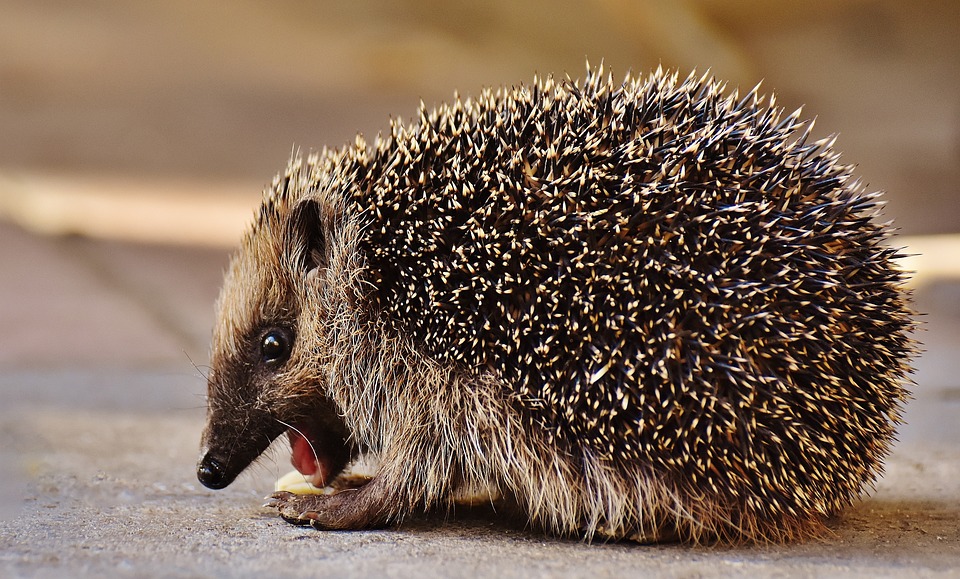 hedgehog