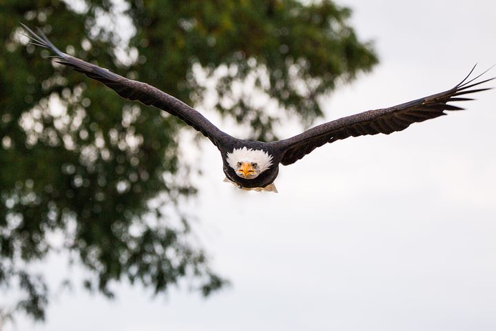 This is a picture of an eagle.