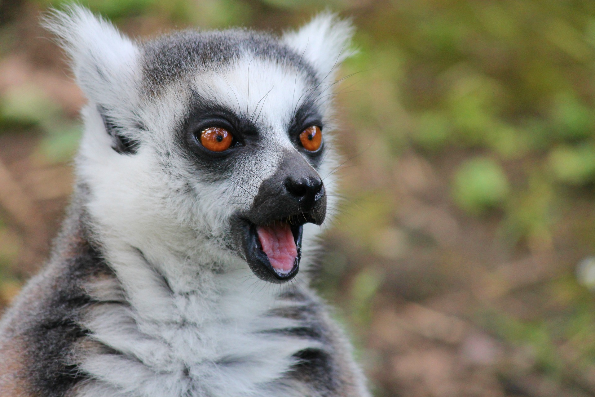 A picture of a lemur