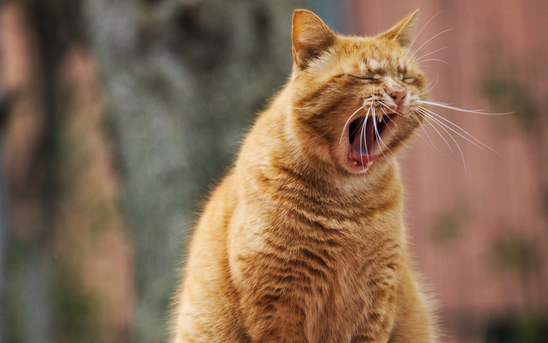 cute kitty yawning