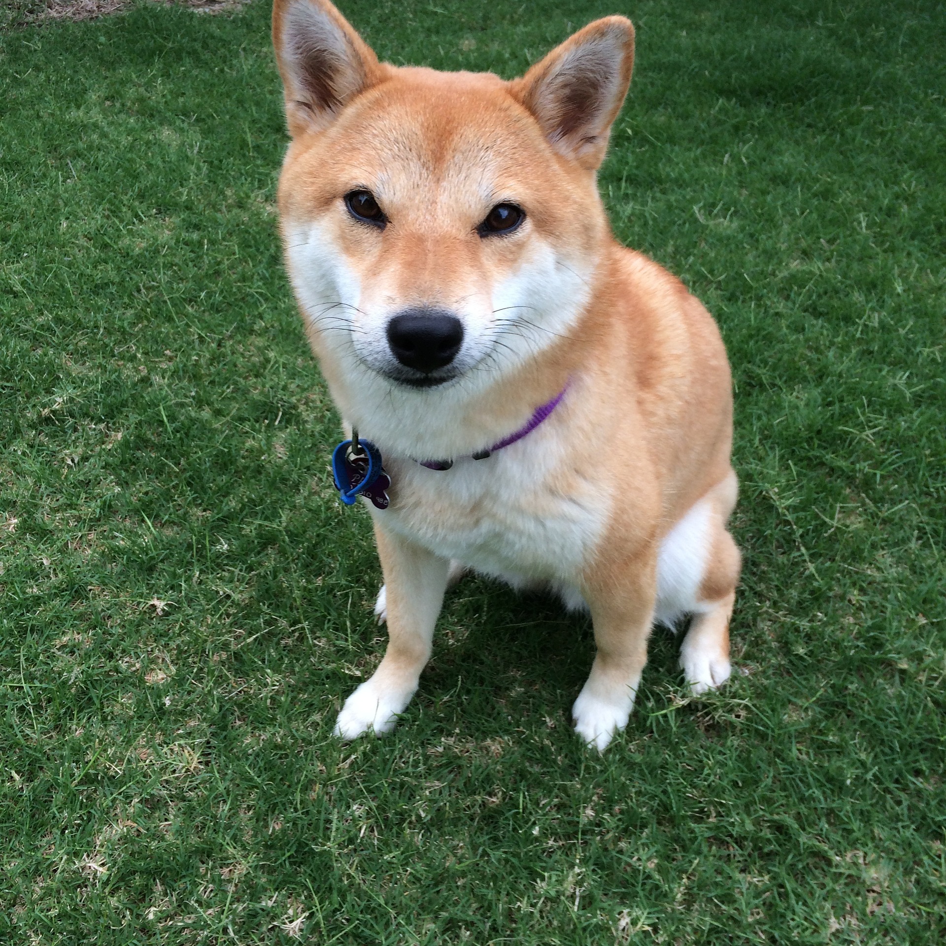 cute shiba dog