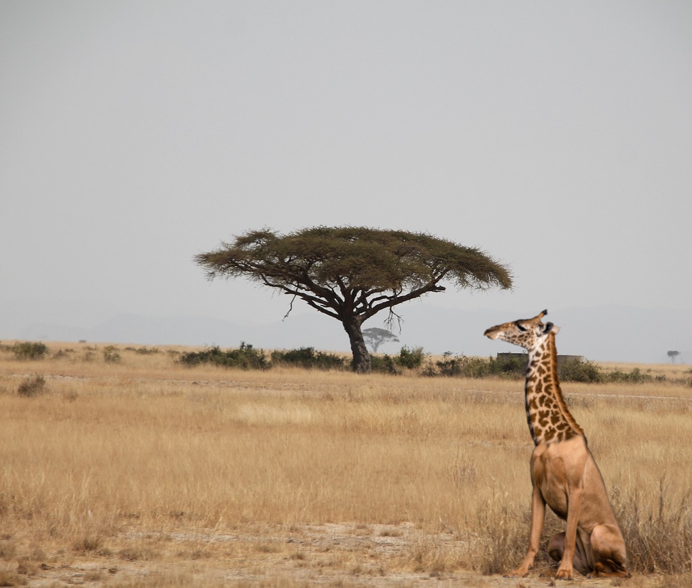 picture of giraffe