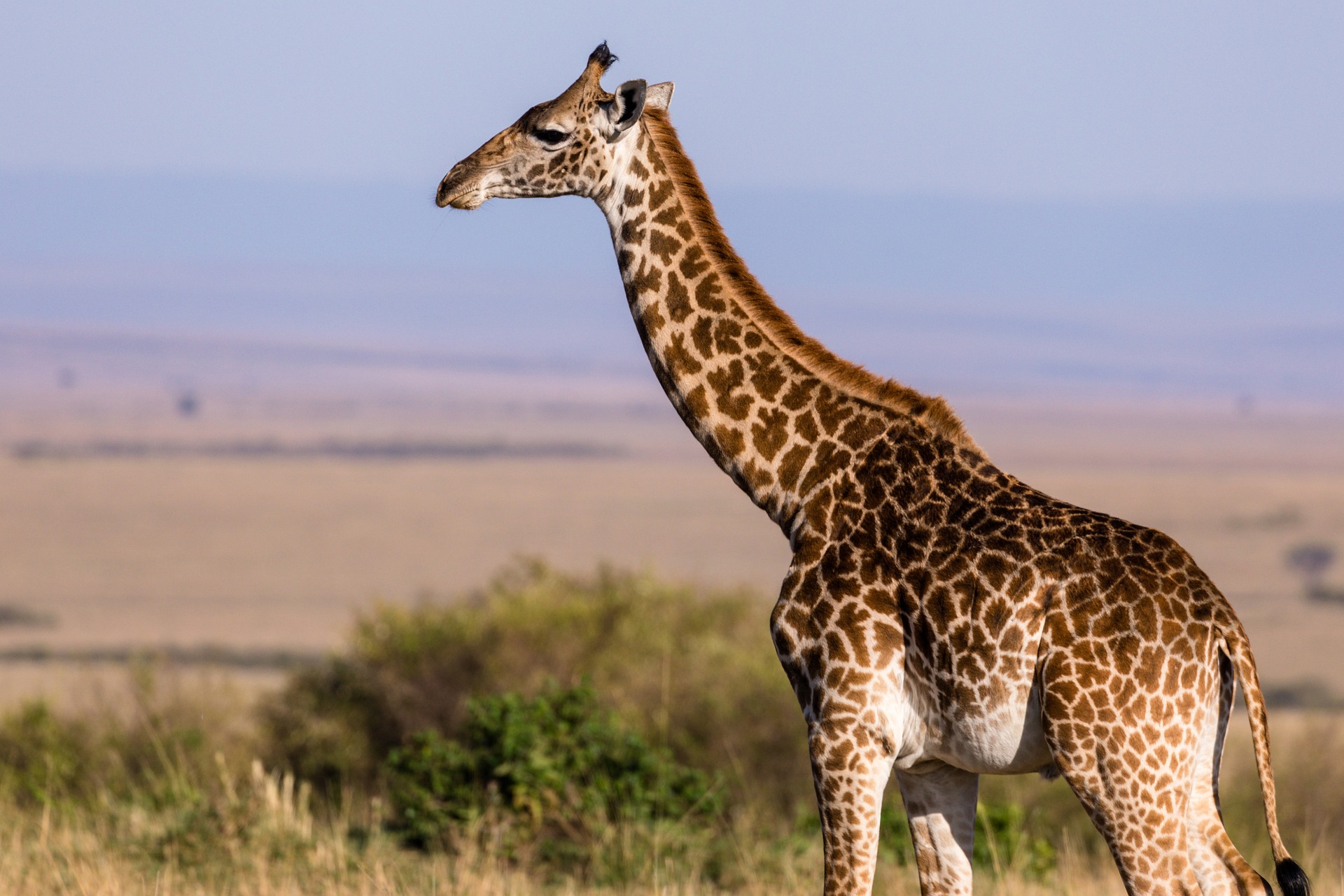 picture of giraffe