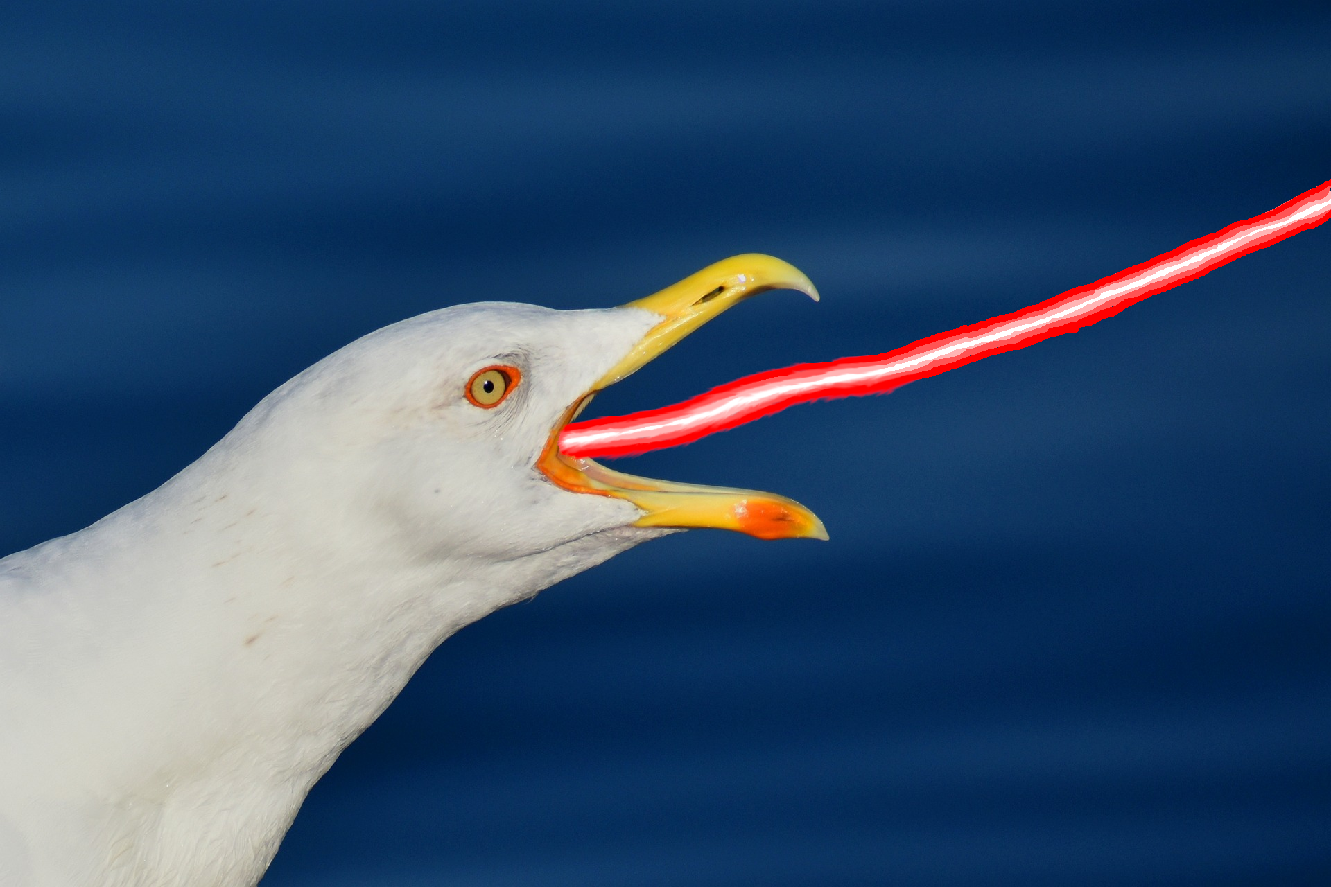 picture of a lazer seagull