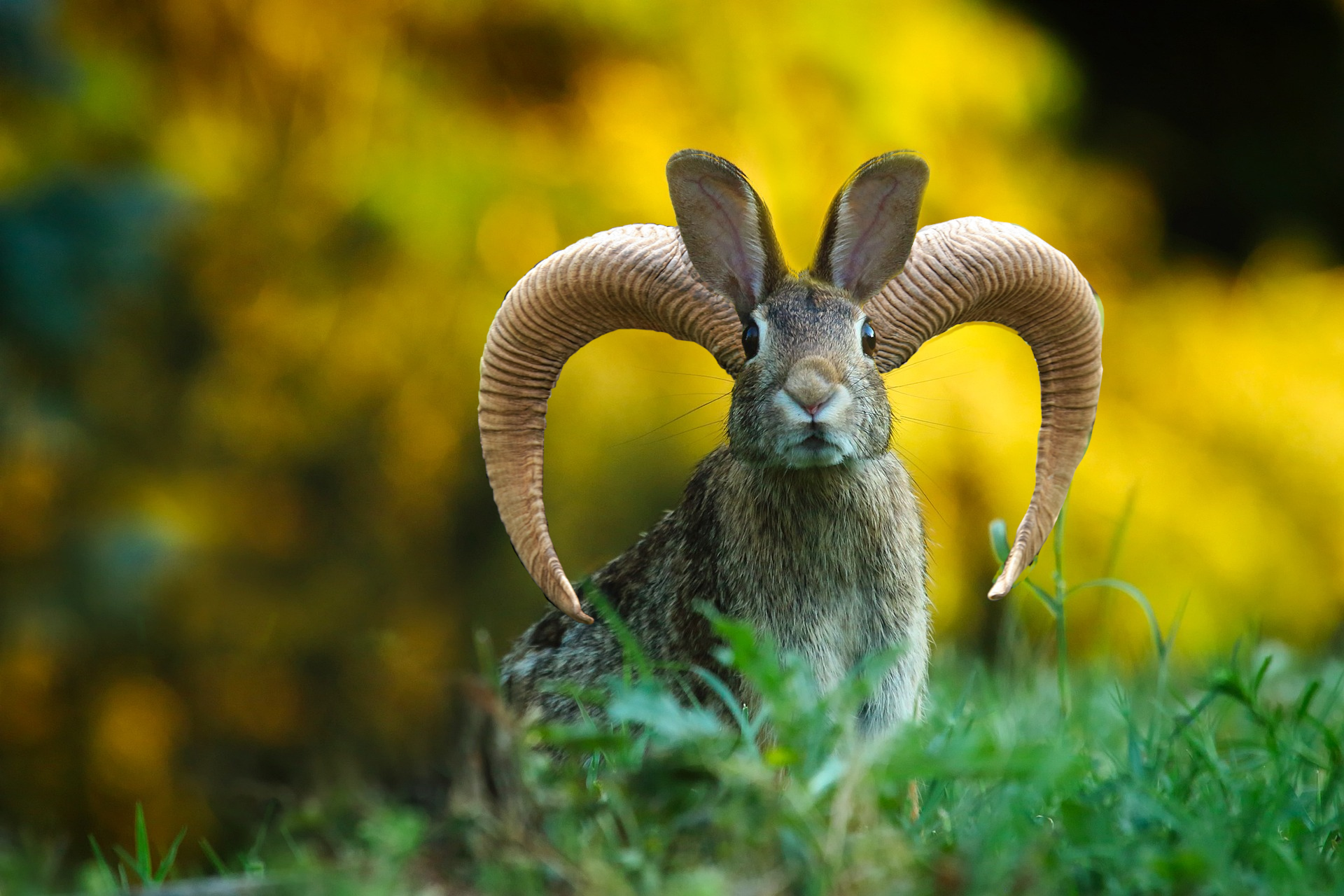 picture of a rabbit and a ram