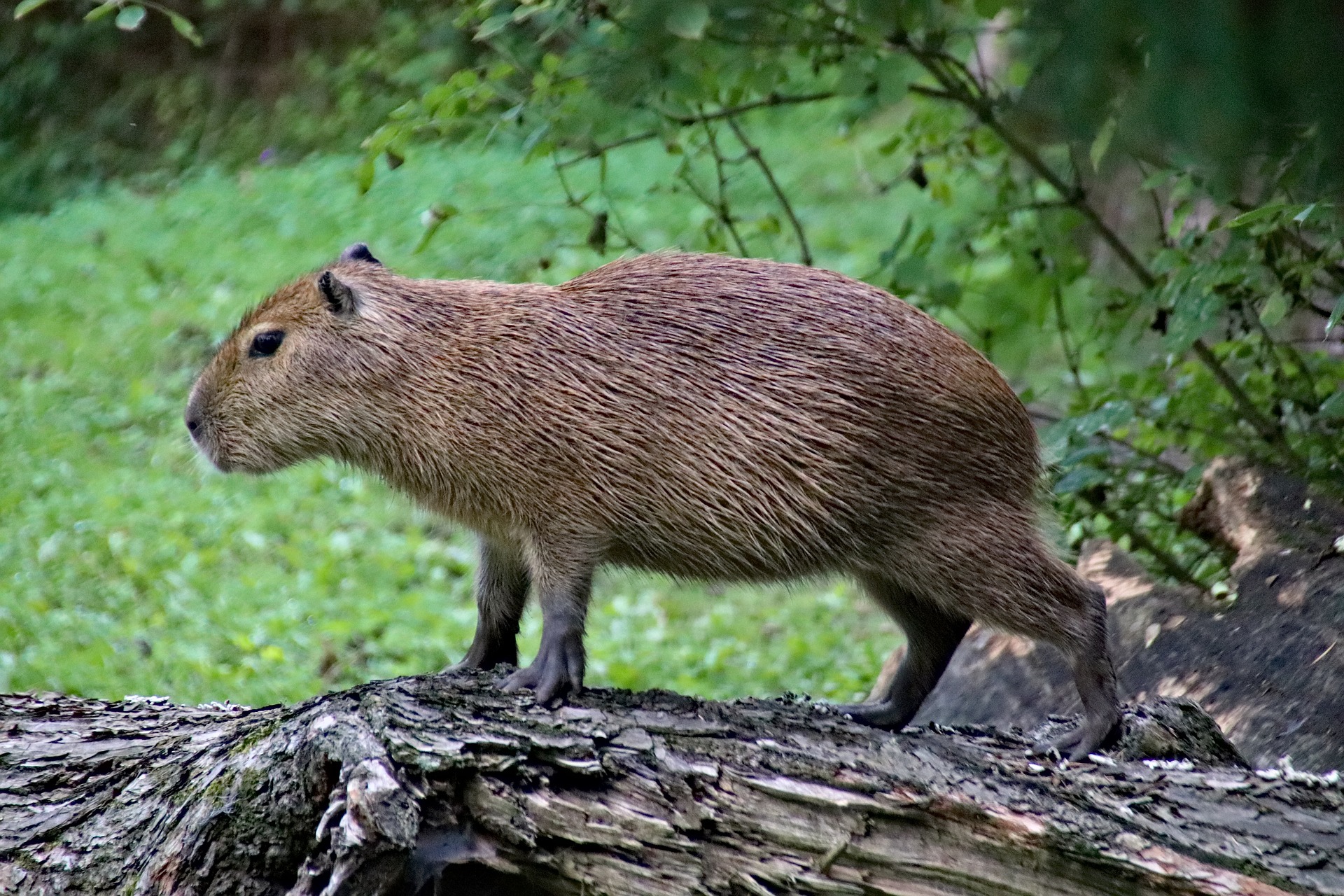 this is a capybara