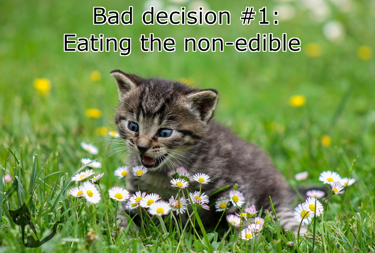 bad decision kitten