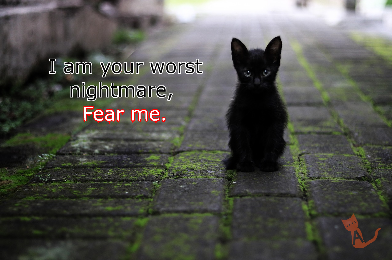 fear the cuteness cat