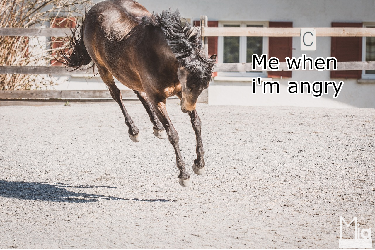 Mia's horse Meme