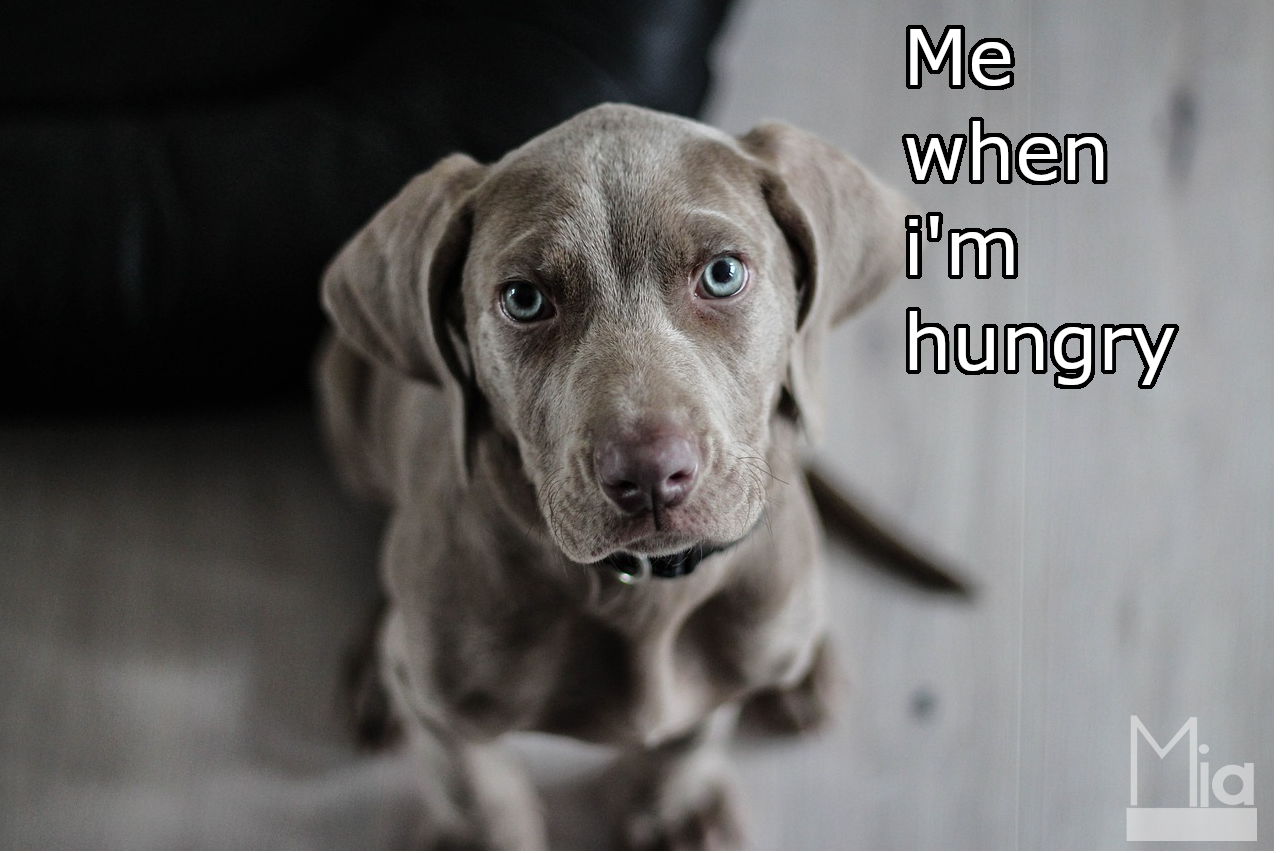 Mia's hungry dog Meme