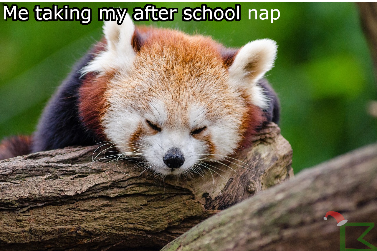 Meme with sleeping red panda saying Me taking my after school nap