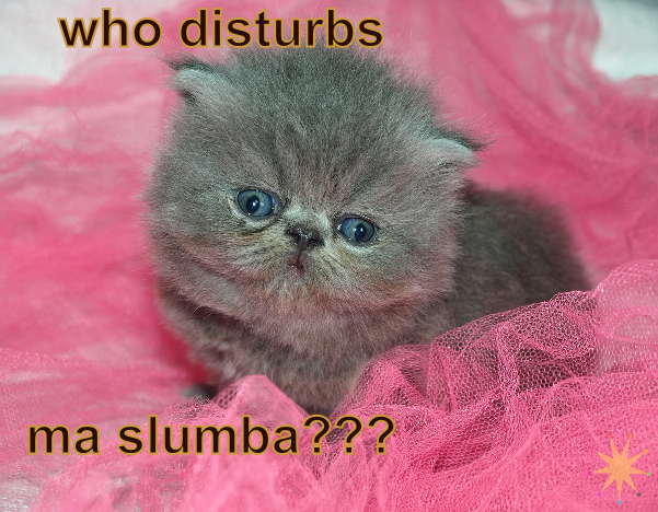 meme of silly faced cat