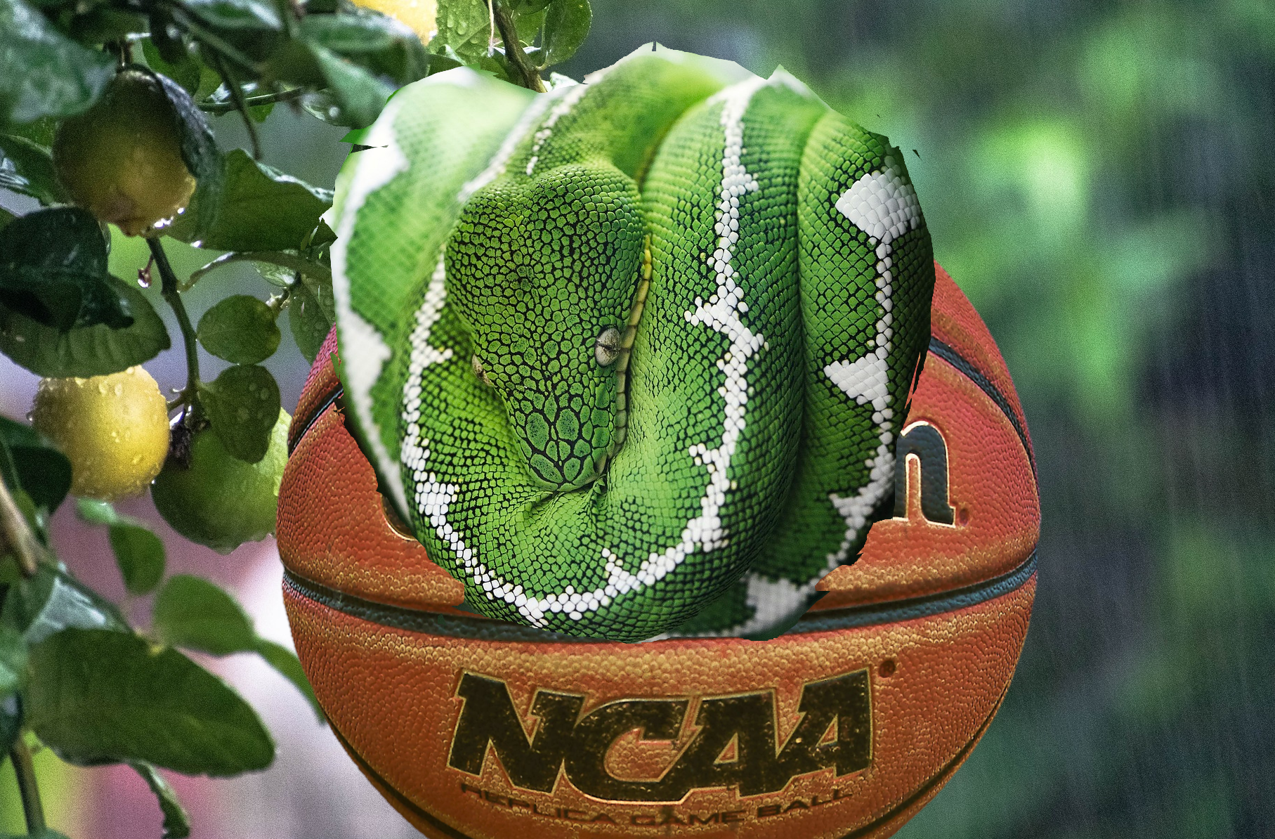 snake in a baskball 