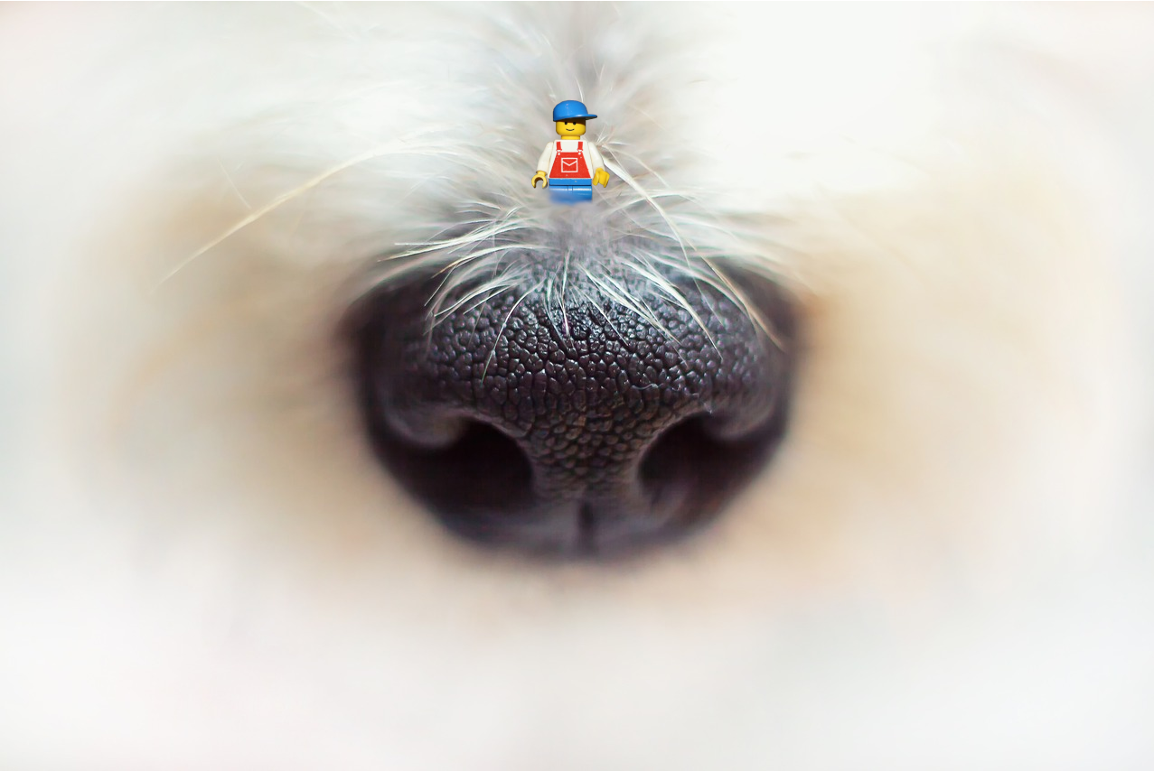 a lego man on a dogs nose