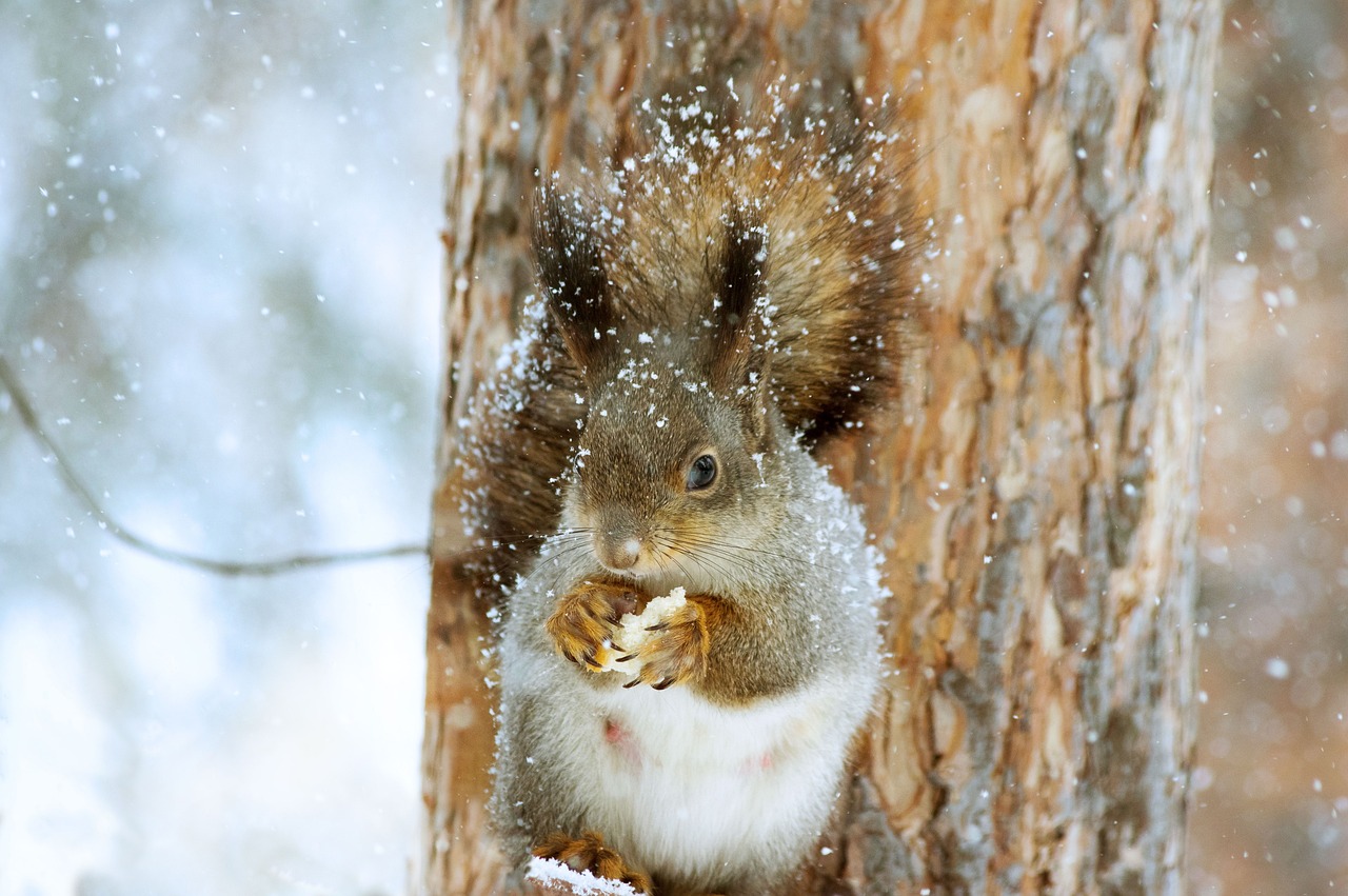 squirrel poking out of tree hole with frog clinging to the side of the tree