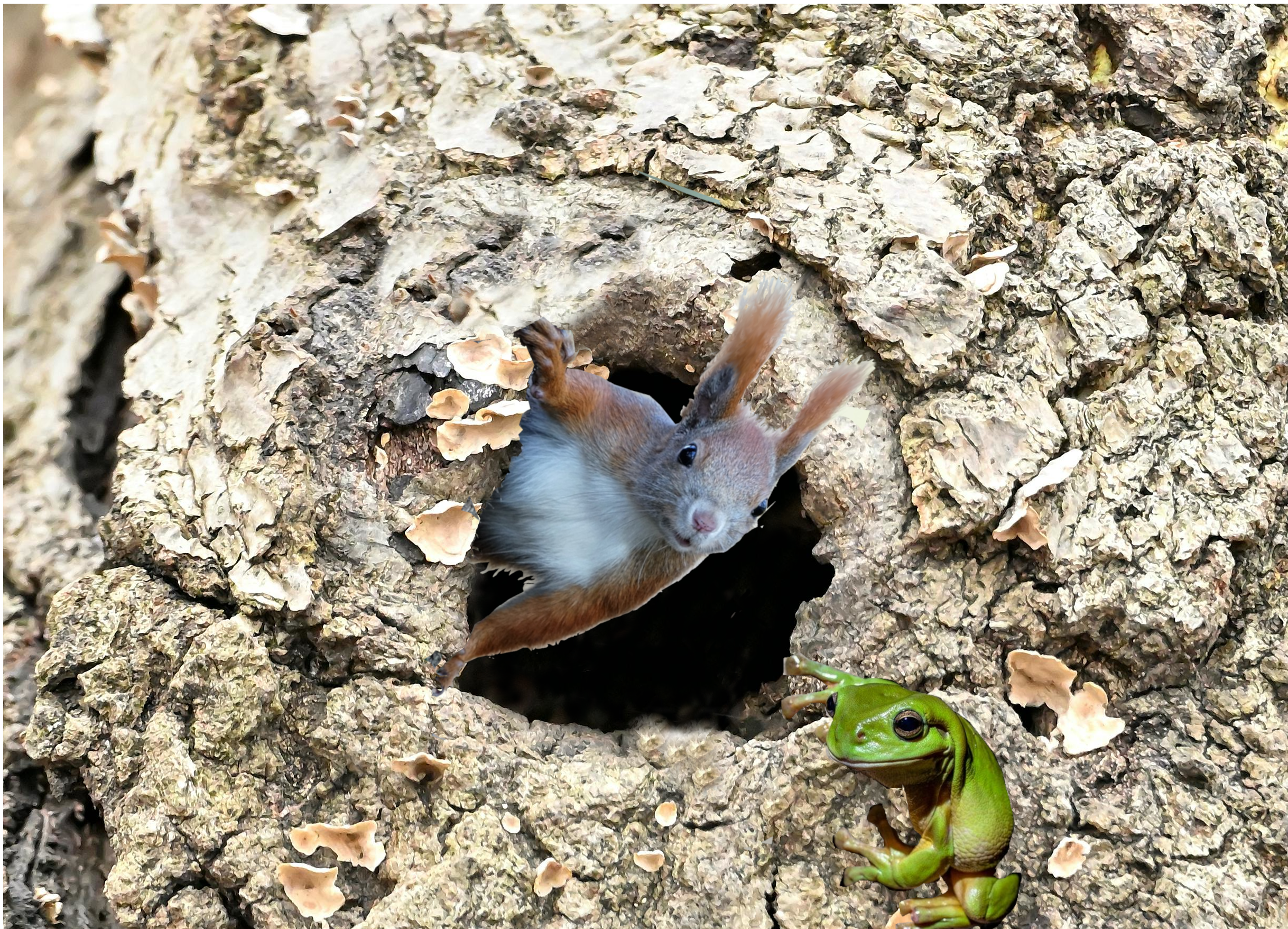 squirrel eating acorn