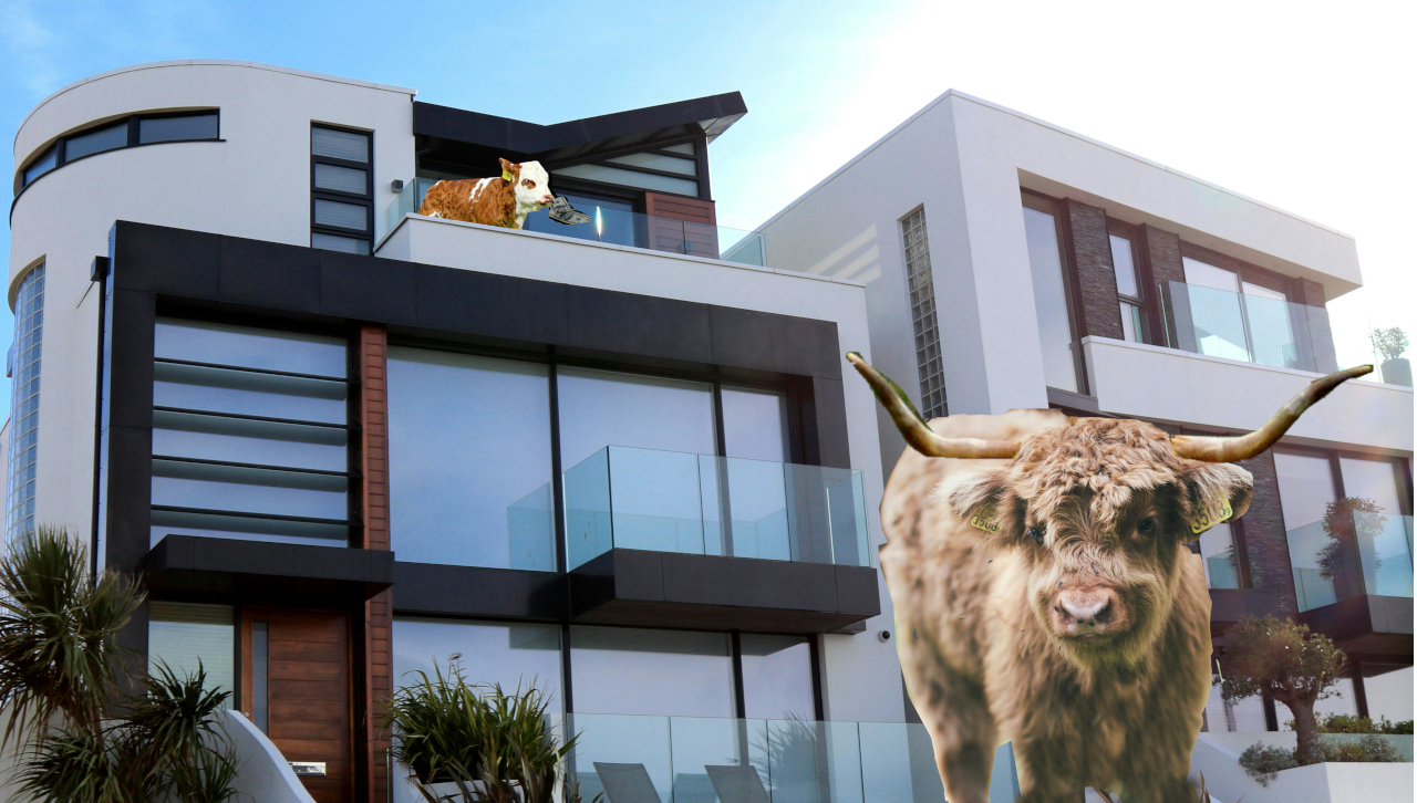 cows on va