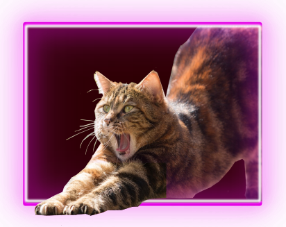 cat going out hole