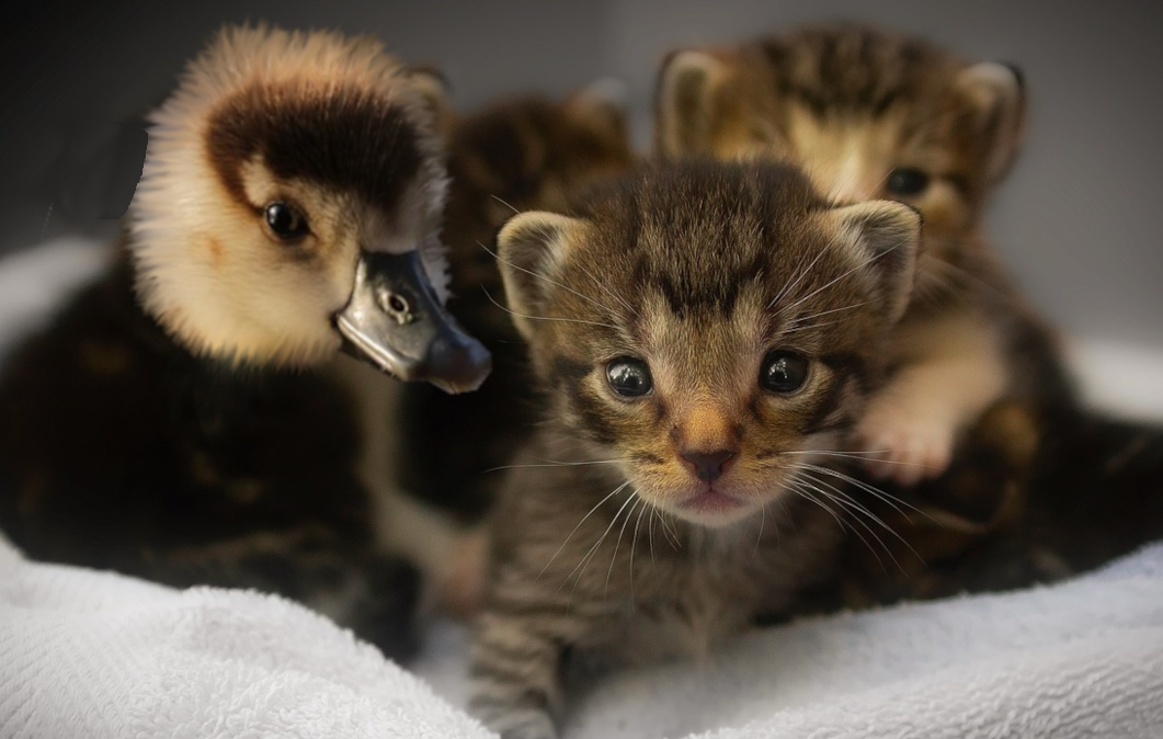 picture of cat body with duck head