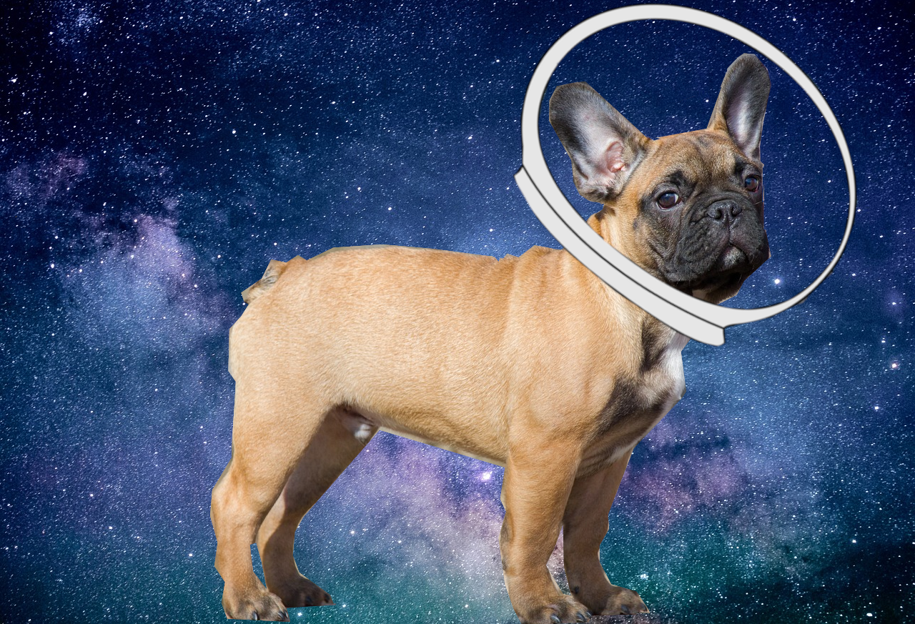 Puppy in space with astro helmit on
