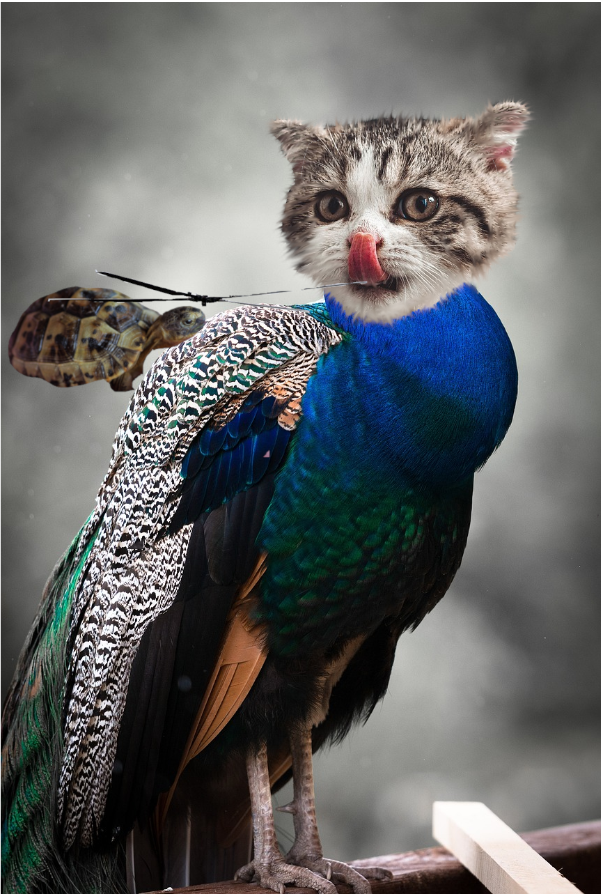 a cat on a pecocks body with a turtle.