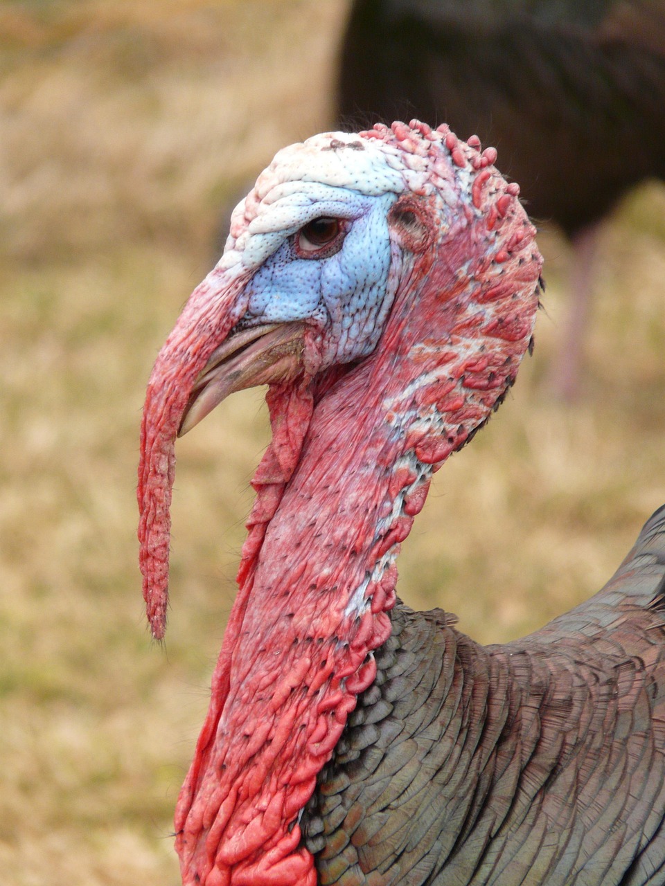 Turkey