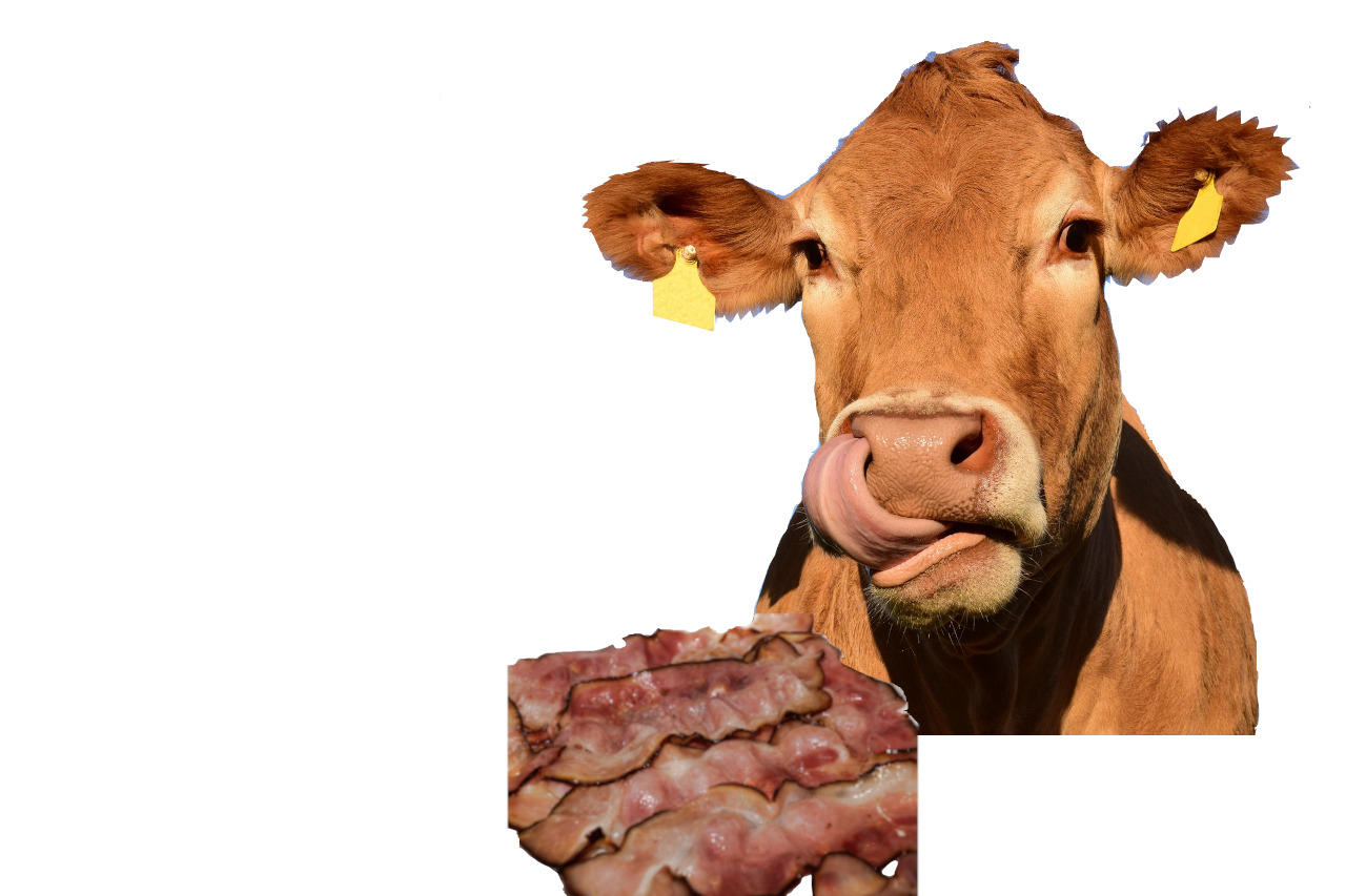 cow savoring over bacon