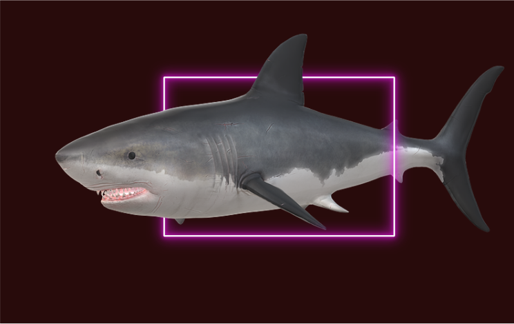 The Tough Guy Shark