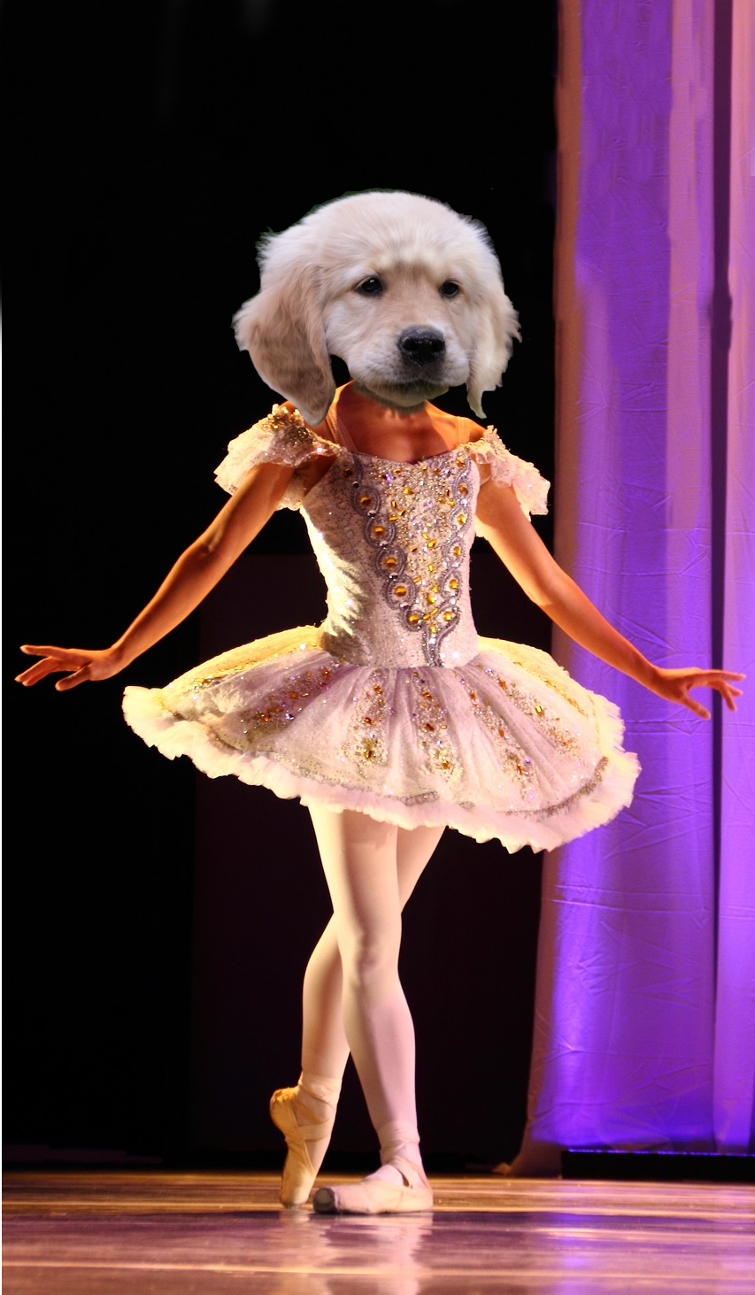 dog doing ballet