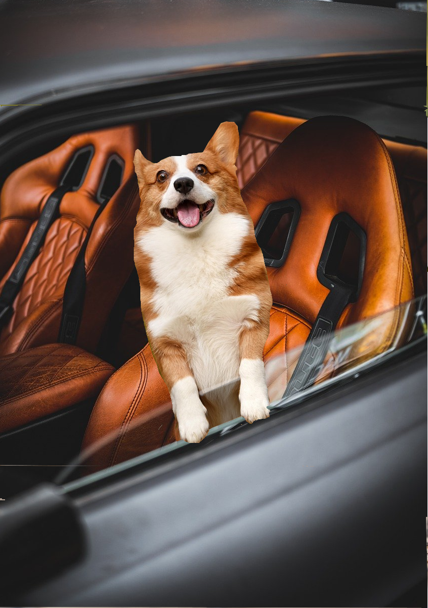 its a dog driving a car!
	