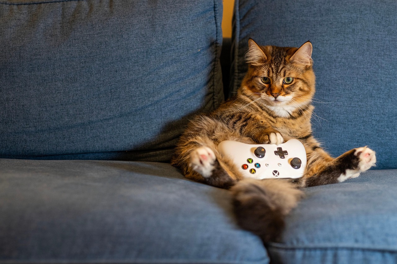 This is the cat Malawa doing her faveorite activity.