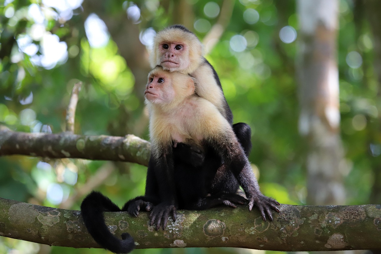 this is a cute monkeys