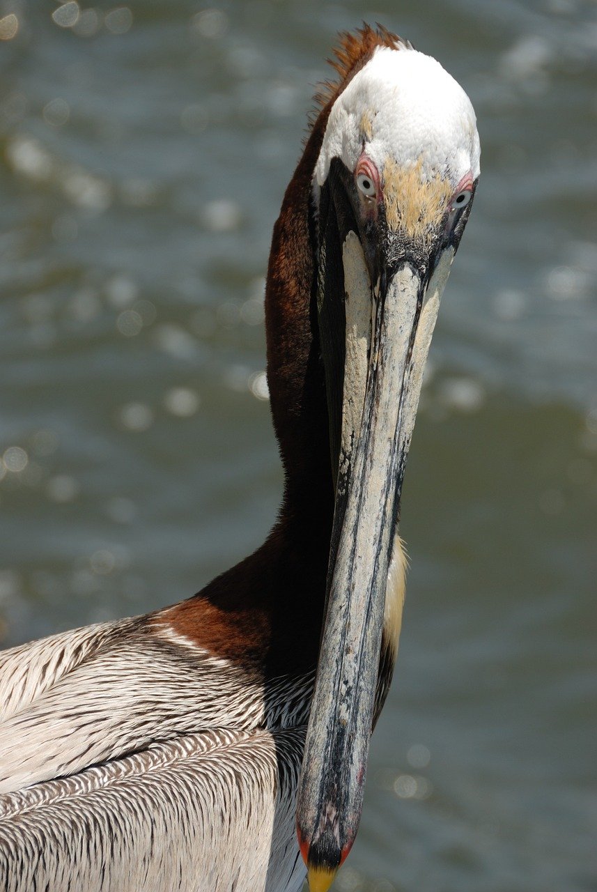 this is a pelican giving you a death stare