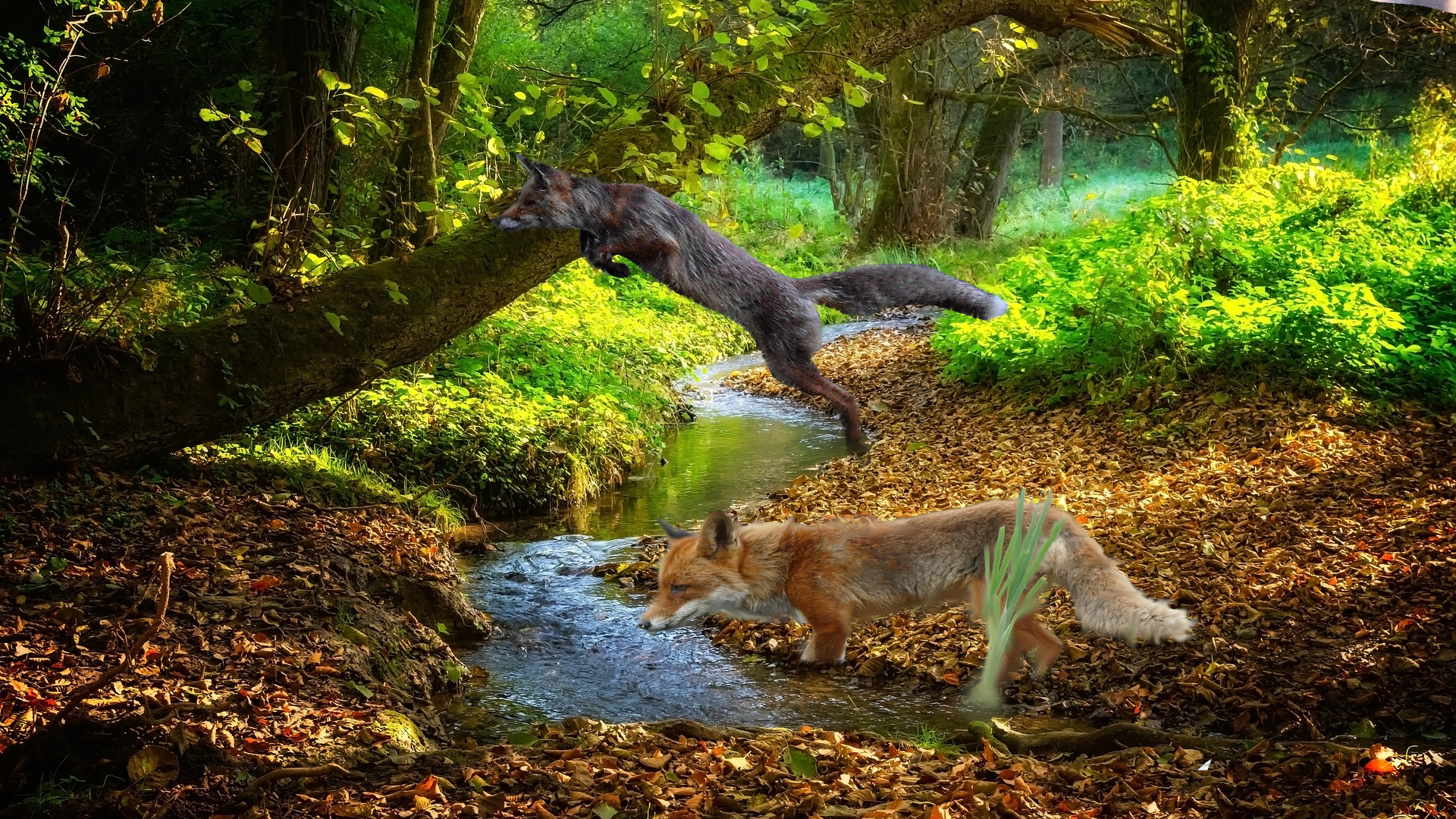fox jumping in to a river