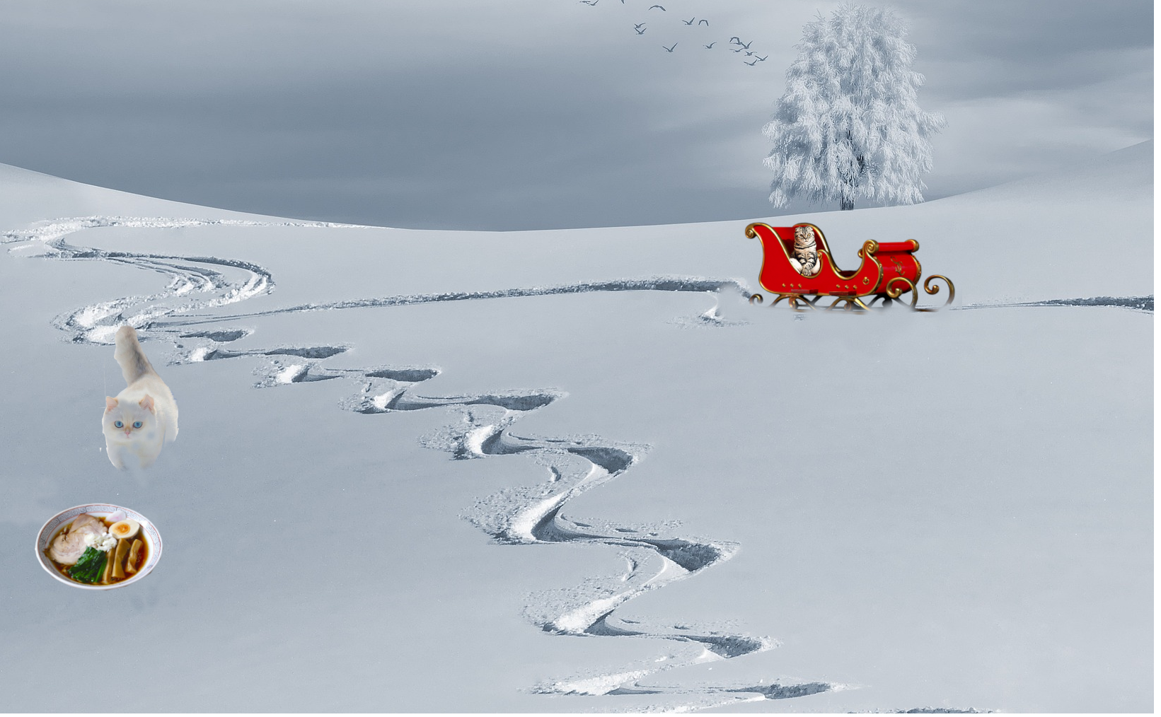 a cat sledding down a hill